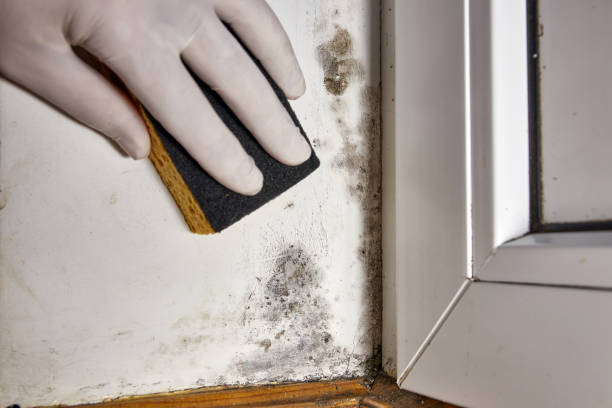 Best Commercial Mold Inspection  in Mayo, FL